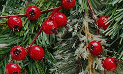 GivePlus Christmas eGiving Messages