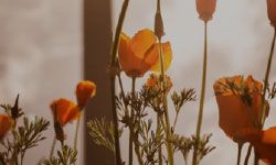 GivePlus Easter eGiving Messages