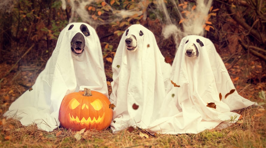 Dogs in Costume for Halloween