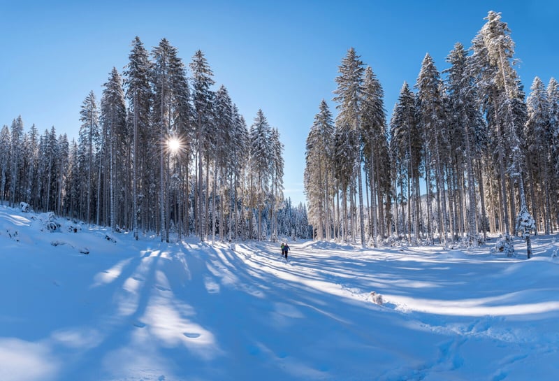 Forest at winter with tall pine trees