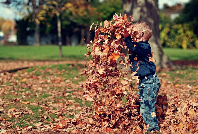 Kid playing with a pile of fall leaves