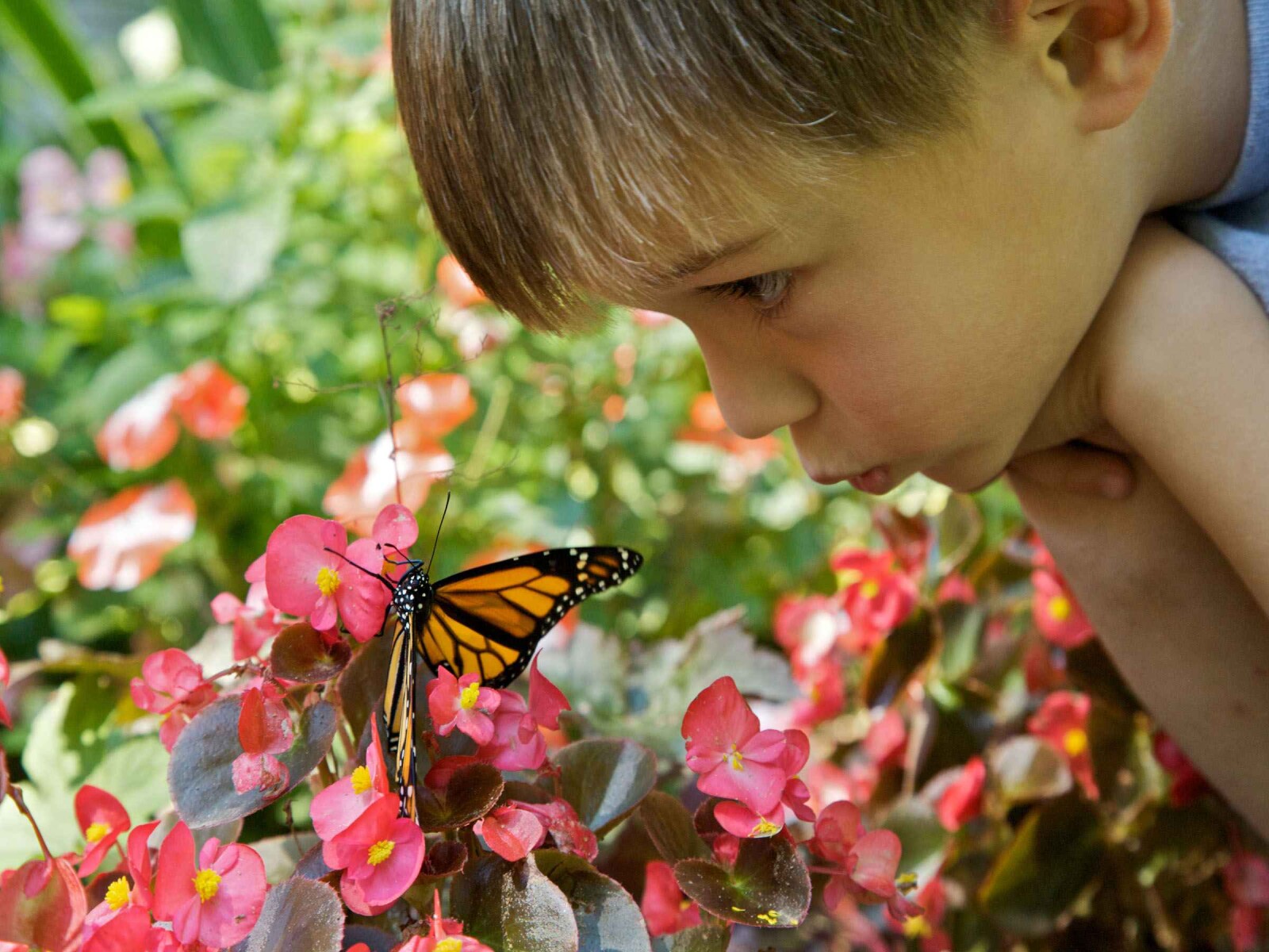 Preschool student looking at a butterfly in a garden