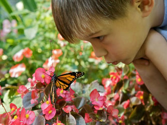 Preschool student looking at a butterfly in a garden