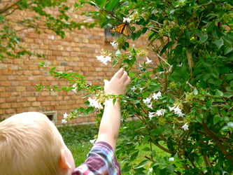 Preschooler playing outside, looking at a tree with flowers