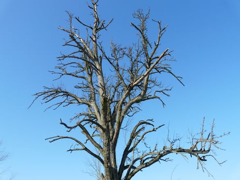 Signs of a Dying Church Featured Image - Dead Tree