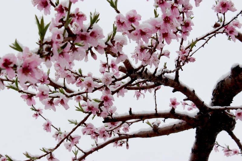 Spring Cherry Blossoms