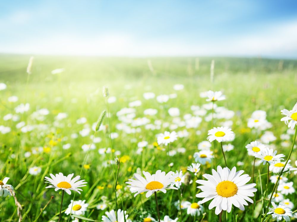 field of daisies - Church Bulletin Board Idea