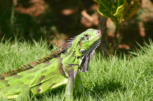 green iguana